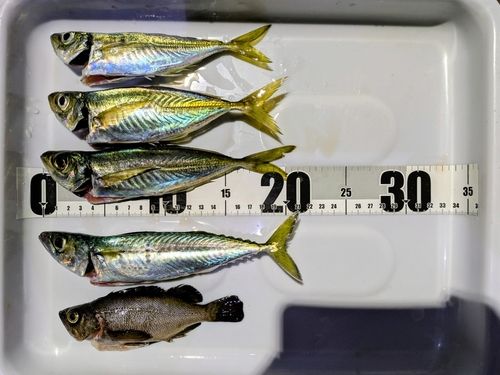 アジの釣果