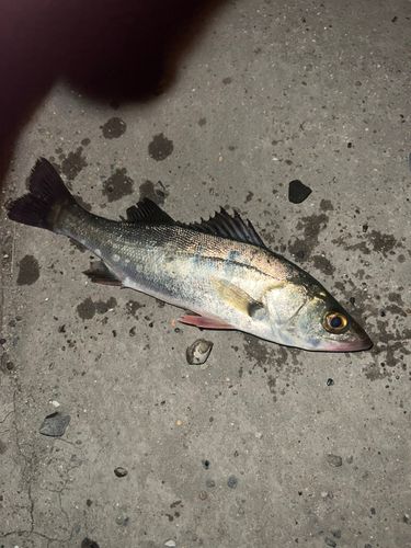 セイゴ（マルスズキ）の釣果