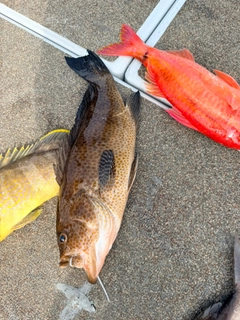 オオモンハタの釣果