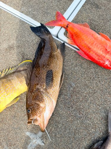 オオモンハタの釣果