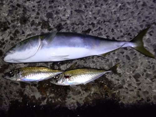 イナダの釣果