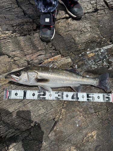 セイゴ（マルスズキ）の釣果