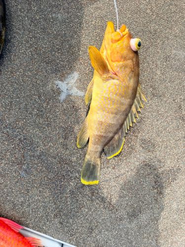 アオハタの釣果