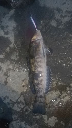 アブラコの釣果