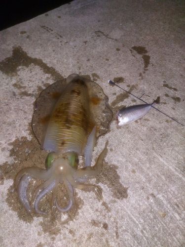 アオリイカの釣果