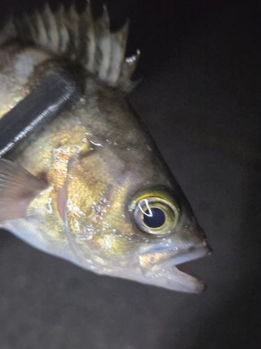 メバルの釣果