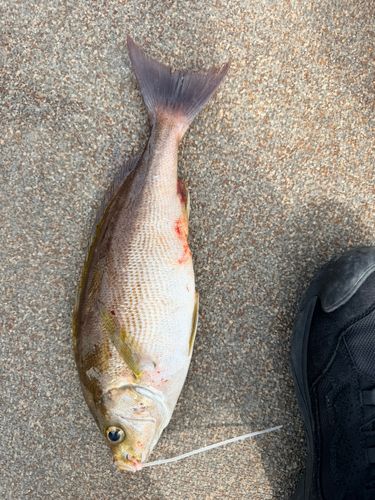 イサキの釣果