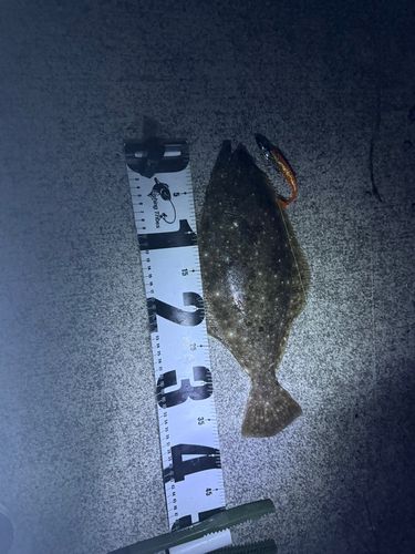 ヒラメの釣果
