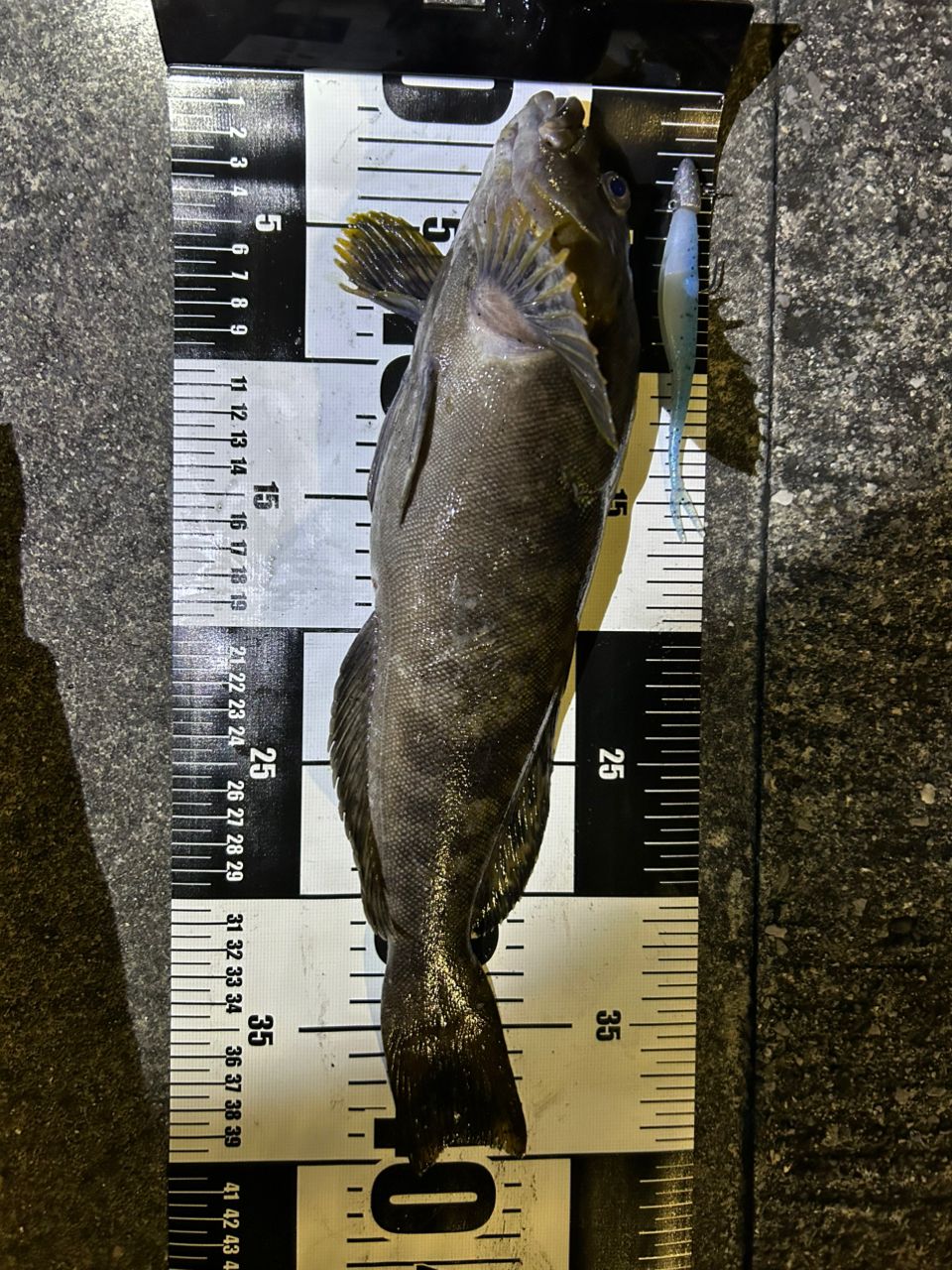 ダイワ　HRF　79M　ロックフィッシュ　根魚 ダイワ ロックフィッシュロッド HRF(ハードロックフィッシュ) 79M・Q