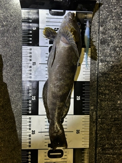 アイナメの釣果