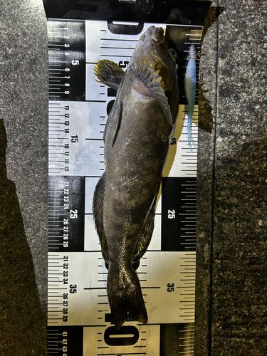 アイナメの釣果