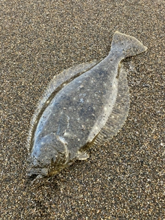 ヒラメの釣果