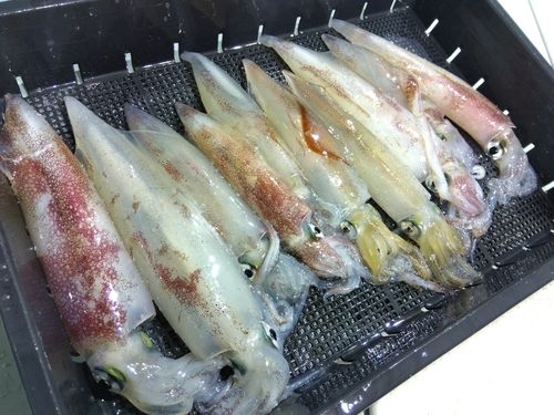 アカイカの釣果