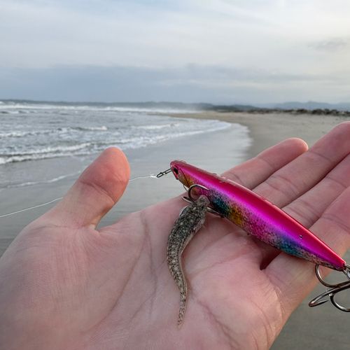 コチの釣果