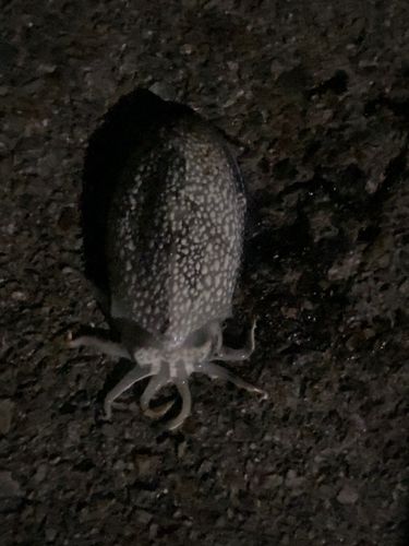 シリヤケイカの釣果