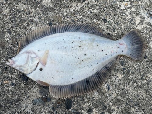 カレイの釣果