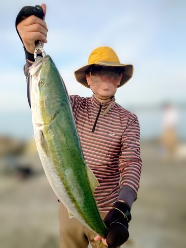 ブリの釣果