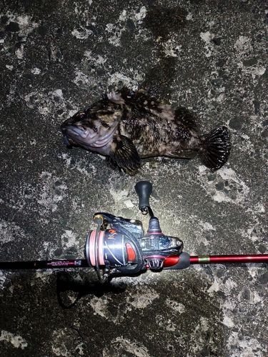 ソイの釣果
