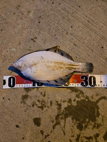 クロガシラガレイの釣果