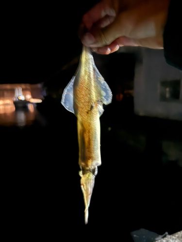 モンゴウイカの釣果