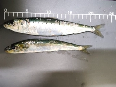 イワシの釣果