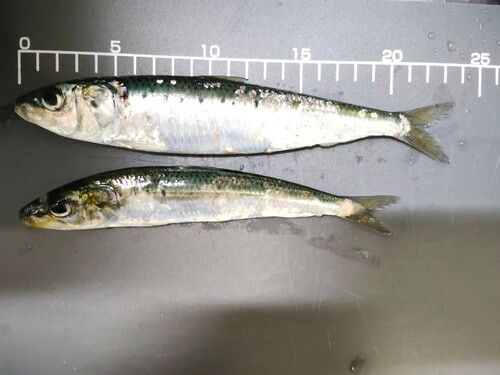 イワシの釣果