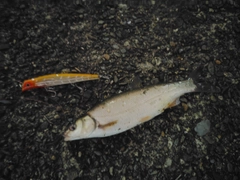 ウグイの釣果