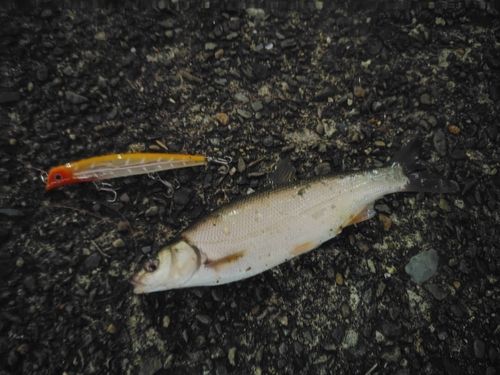 ウグイの釣果