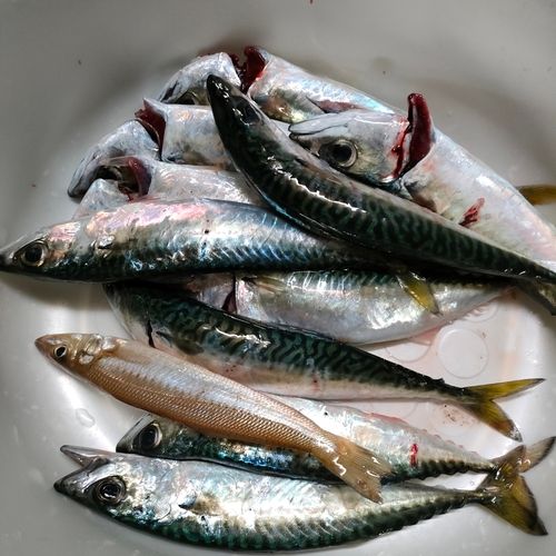 サバの釣果