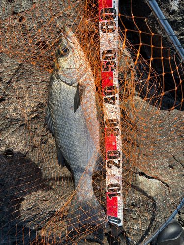 釣果