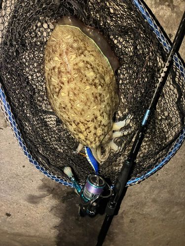 モンゴウイカの釣果