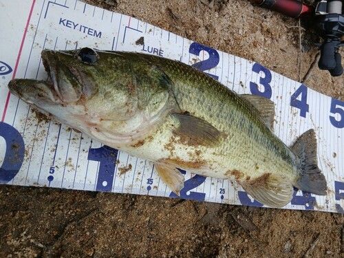 ブラックバスの釣果