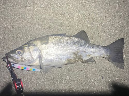 ヒラスズキの釣果