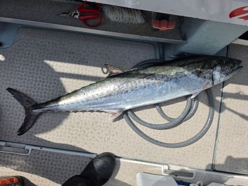 サワラの釣果