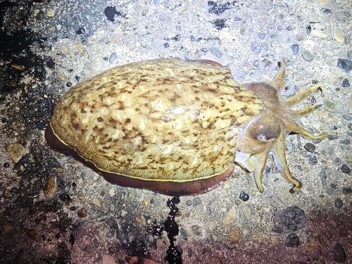 モンゴウイカの釣果