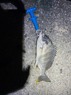 キビレの釣果