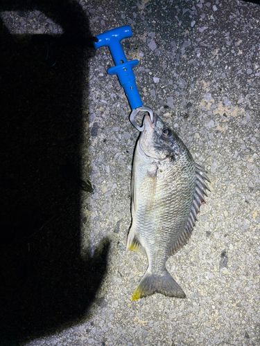 キビレの釣果