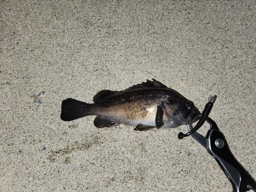 クロソイの釣果