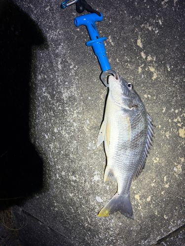キビレの釣果
