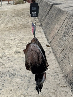 モンゴウイカの釣果