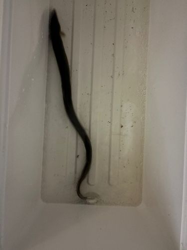 ウナギの釣果