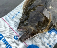 ヒラメの釣果