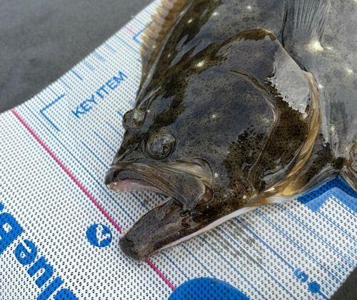 ヒラメの釣果