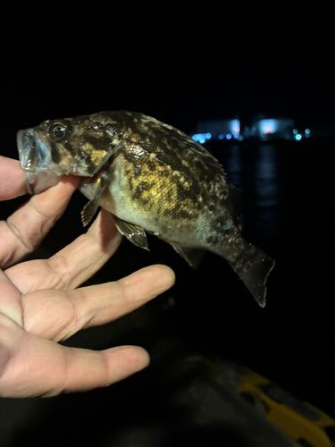 クロソイの釣果