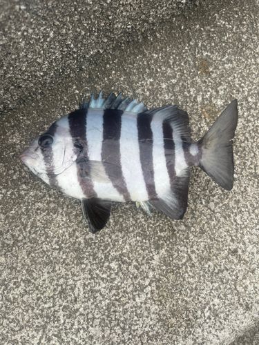 サンバソウの釣果