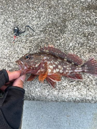 カサゴの釣果