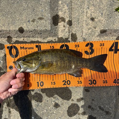 スモールマウスバスの釣果