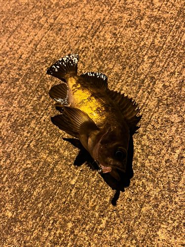 メバルの釣果