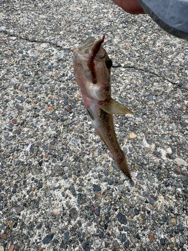 マハゼの釣果