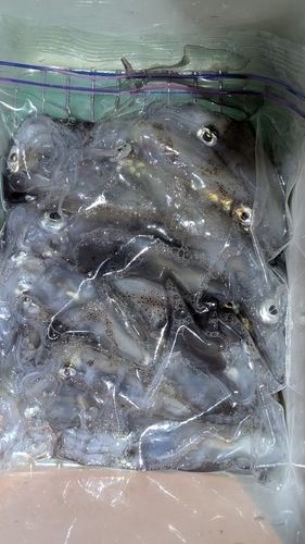 ヒイカの釣果
